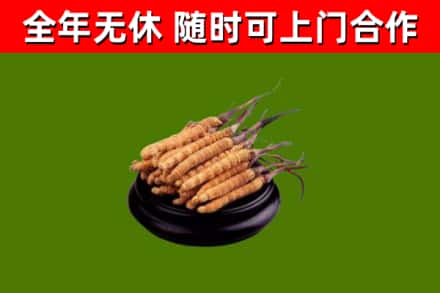 平桥烟酒回收冬虫夏草.jpg